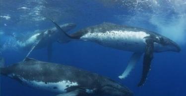 К чему снится наблюдать за китом