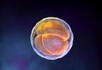 Embriología en breve.  Embriología.  La importancia de la embriología para la medicina veterinaria.