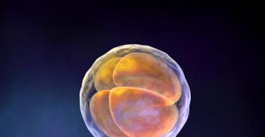 Kısaca embriyoloji.  Embriyoloji.  Veteriner hekimliğinde embriyolojinin önemi