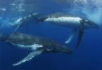 고래를 보는 꿈을 꾸는 이유는 무엇입니까?