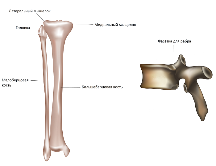 Костей окончание. Суставная поверхность головки малоберцовой кости. Большая берцовая кость анатомия. Малоберцовая кость головка. Головка большеберцовая кость.